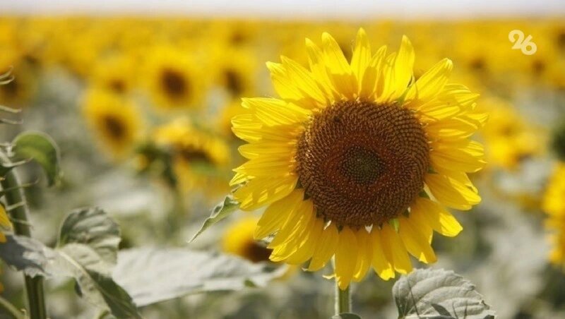      Фото: ИА «Победа26»