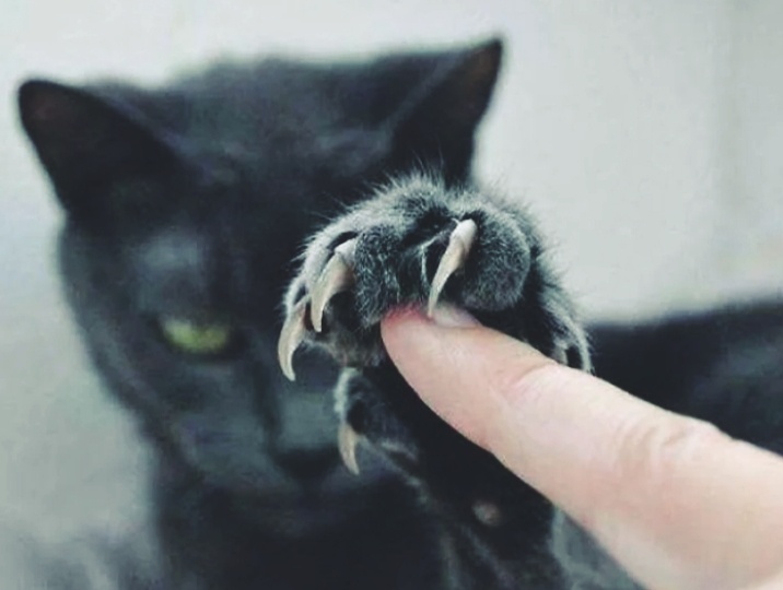 Почему не стоит выкидывать найденный дома кошачий коготь