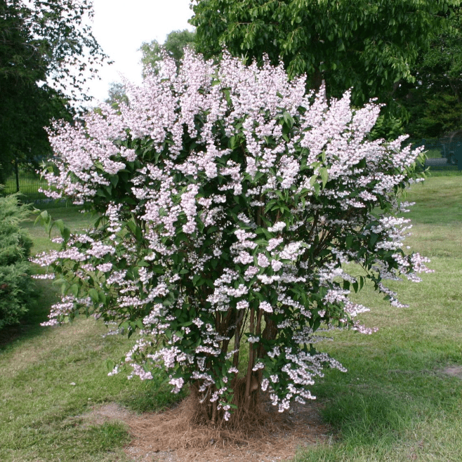 Фото из открытого источника