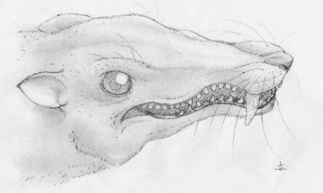 Тесселлатия, иллюстрация.