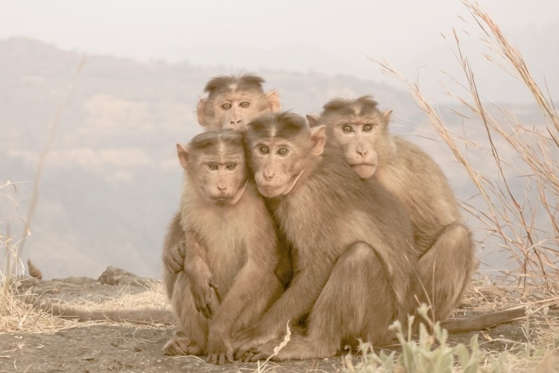 Эффект сотой обезьяны: в чем его суть