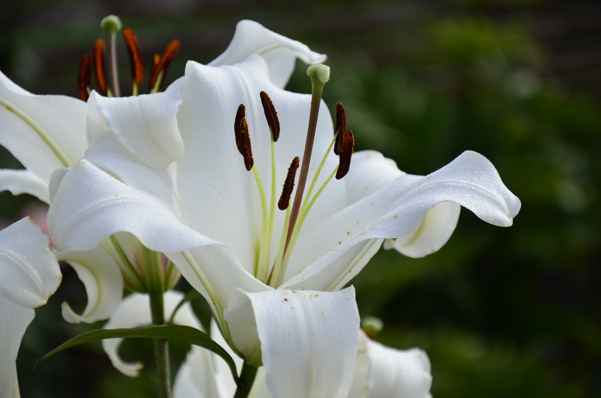 Безымянная лилия