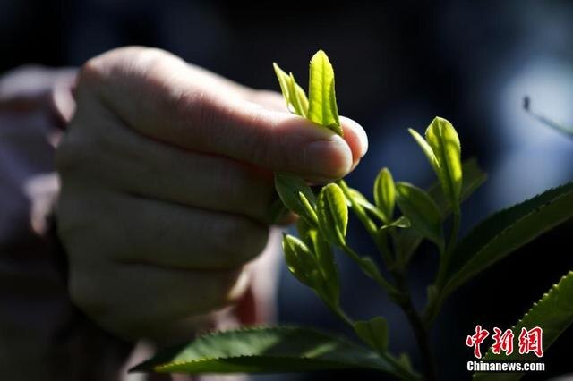 Хороший красный чай собирают вручную