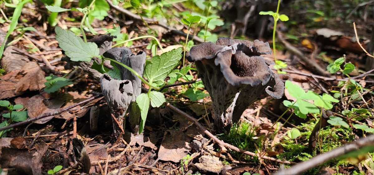 Вороночник рожковидный