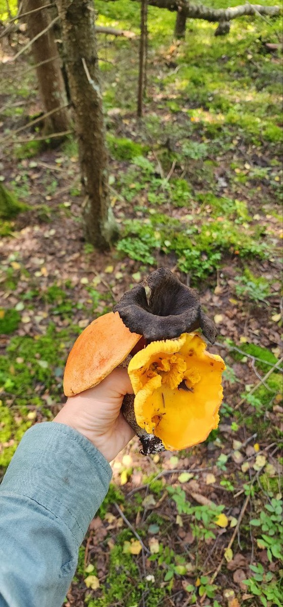 Грибной букет в Рузском округе 