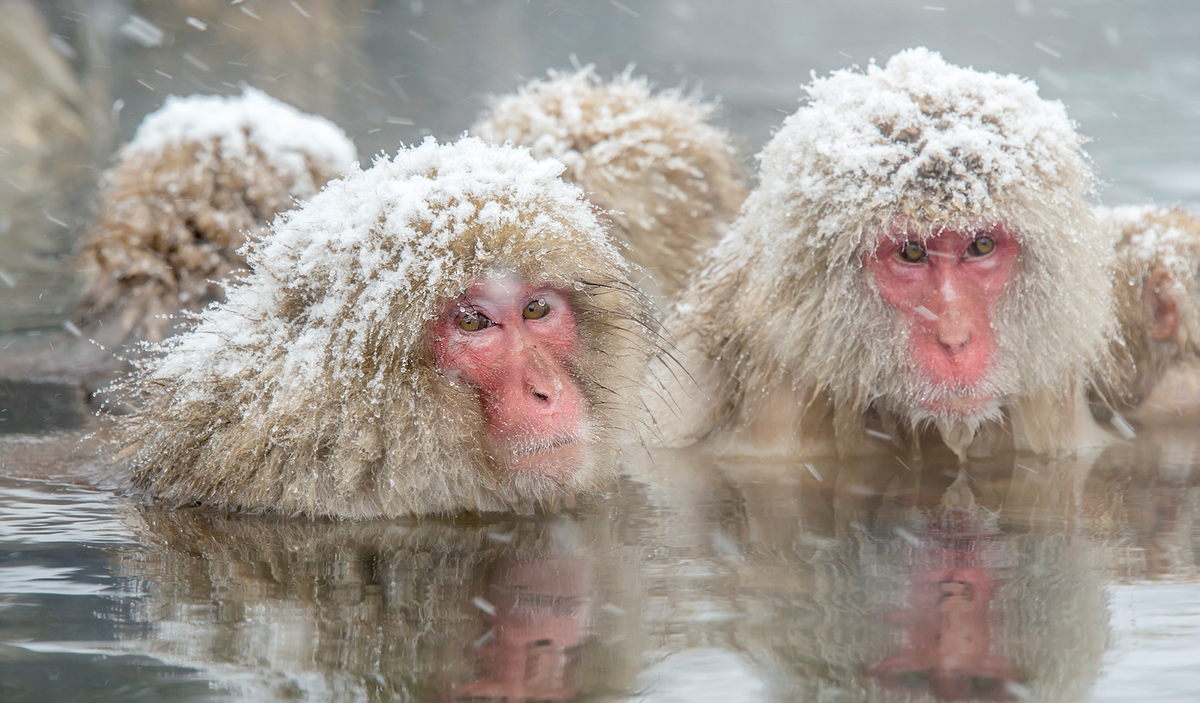 Японские макаки пошли другим путём: зимой они греются в горячих источниках
