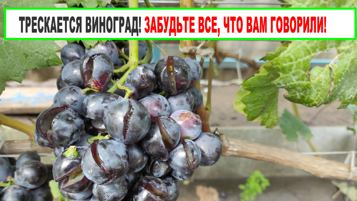 Ягоды Шарады ЮА после длительного дождя.