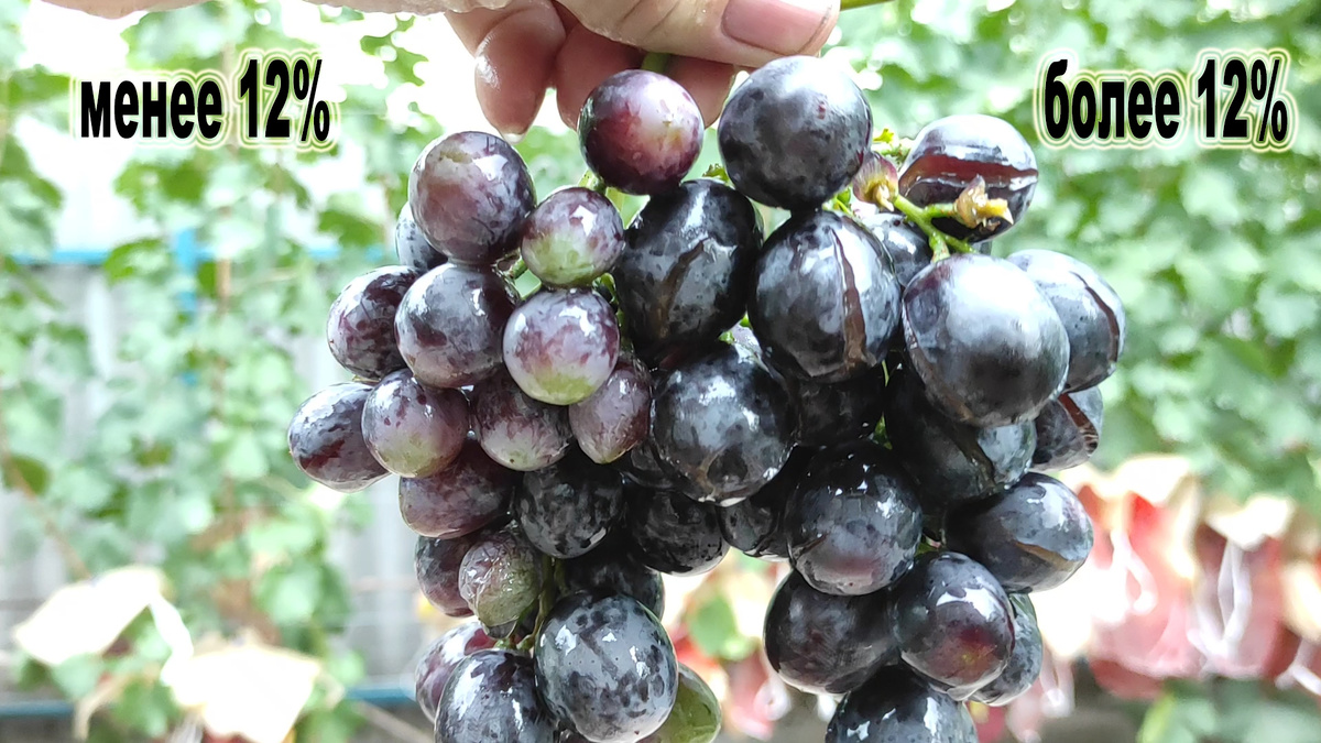 Две грозди после дождя.