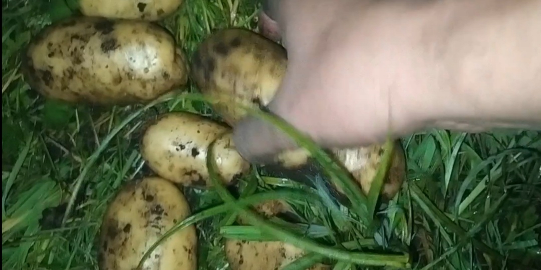 Сорт картофеля Королева Анна