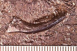 Нижняя челюсть дроматерия.