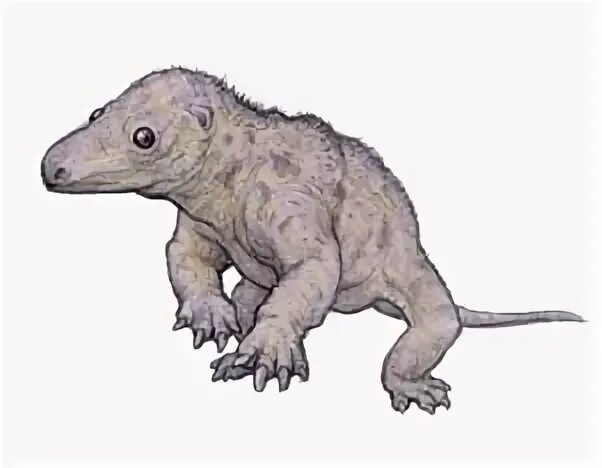 Микроконодон, возможно.