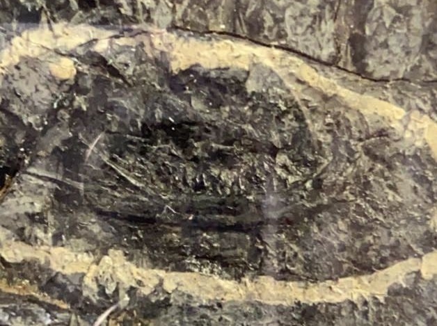 Нижняя челюсть микроконодона из Индии.