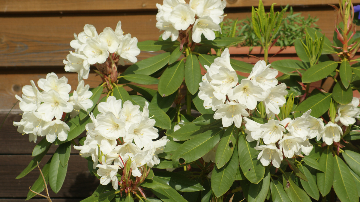 Мой РодионРодионыч в этом садовом сезоне