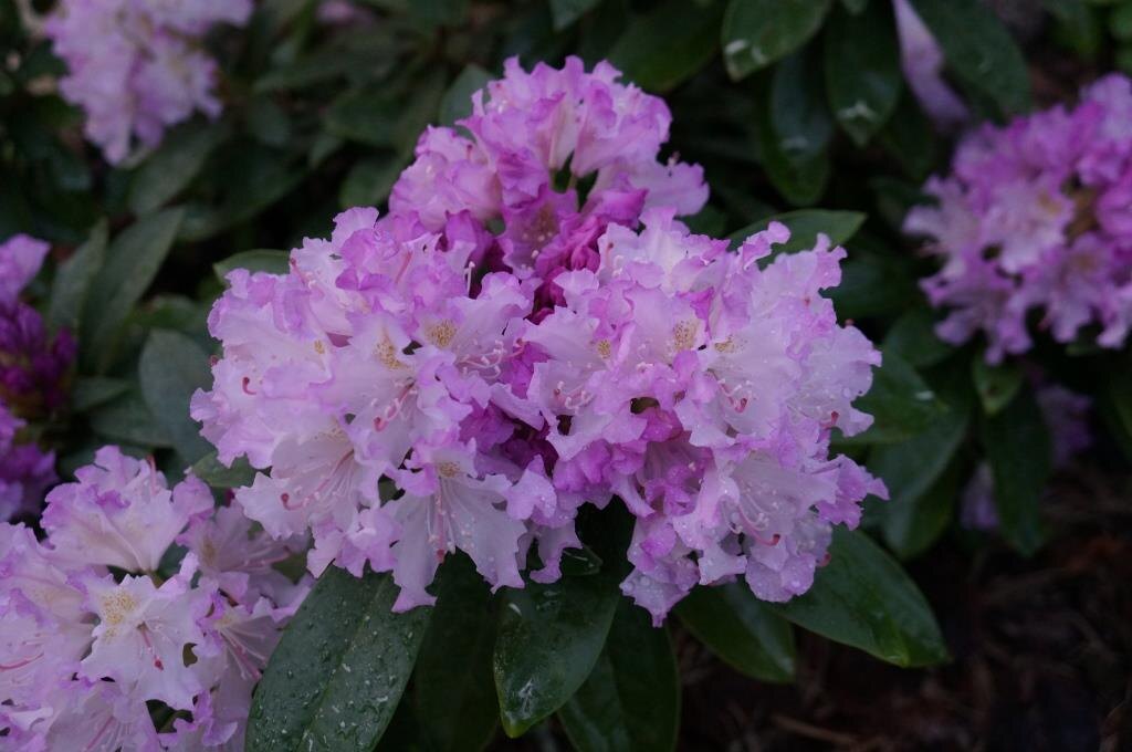 Фото Садовый центр "Зеленый май"