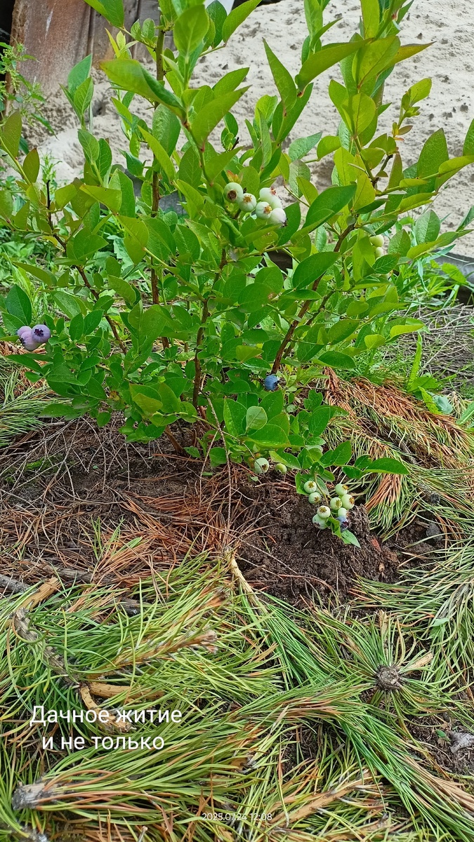 Остатки моего первого урожая. Сорт Блюголд