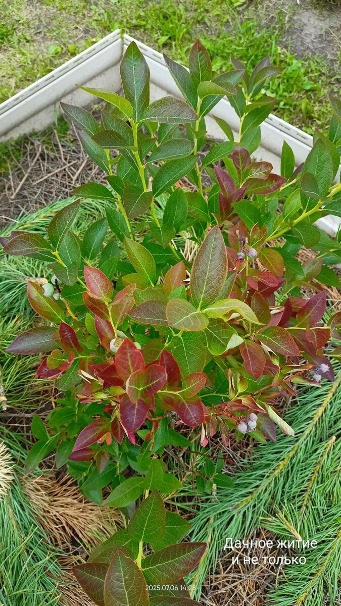 Бывает голубика просит подкислить почву. Сорт Чандлер второй год. 