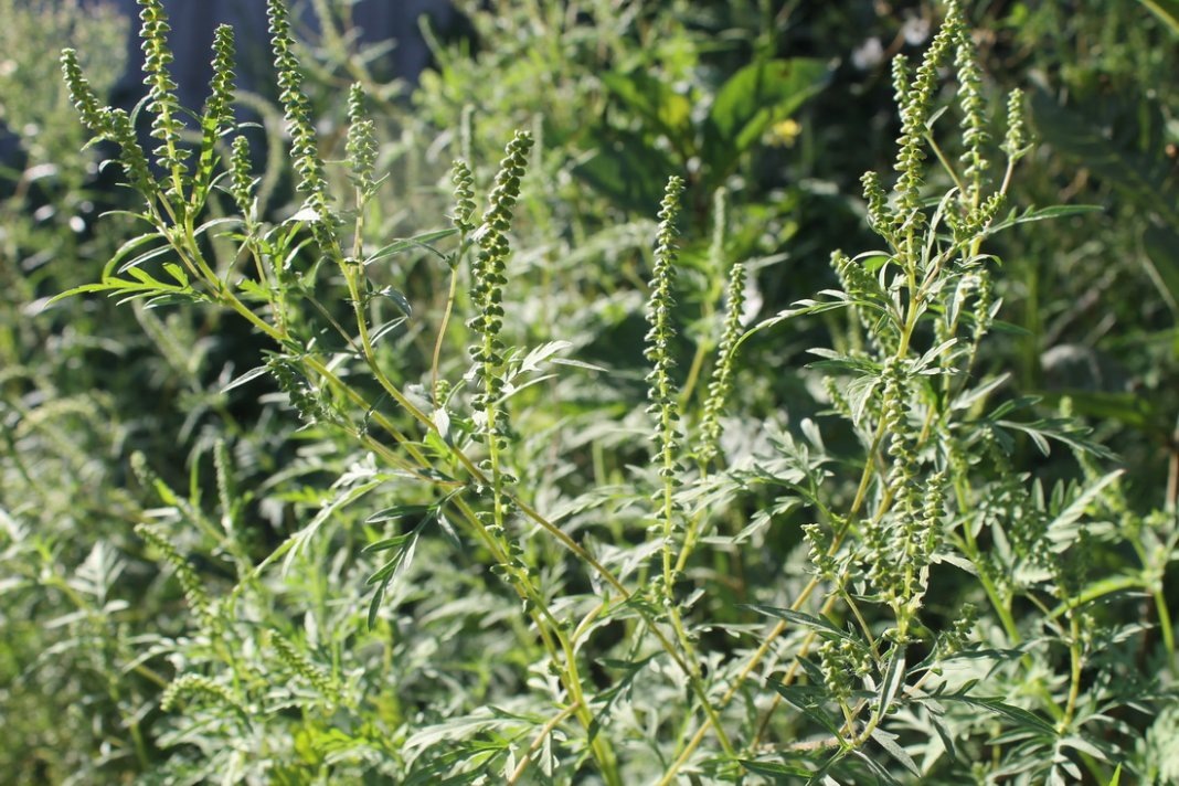 фото из интернета