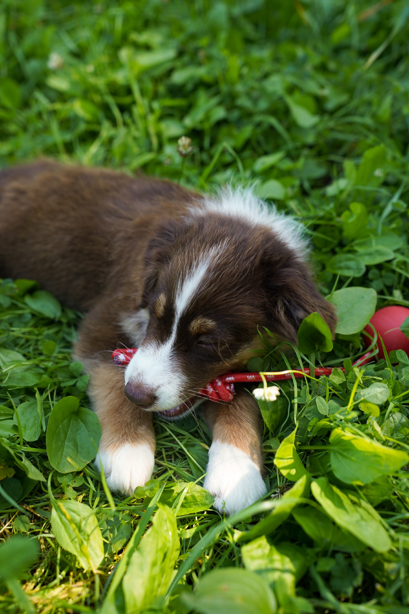 Бруно на прогулке