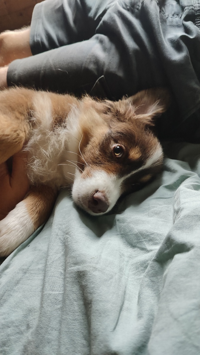 Утренние валяшки