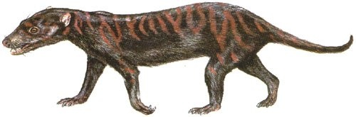 Псевдотриконодон 