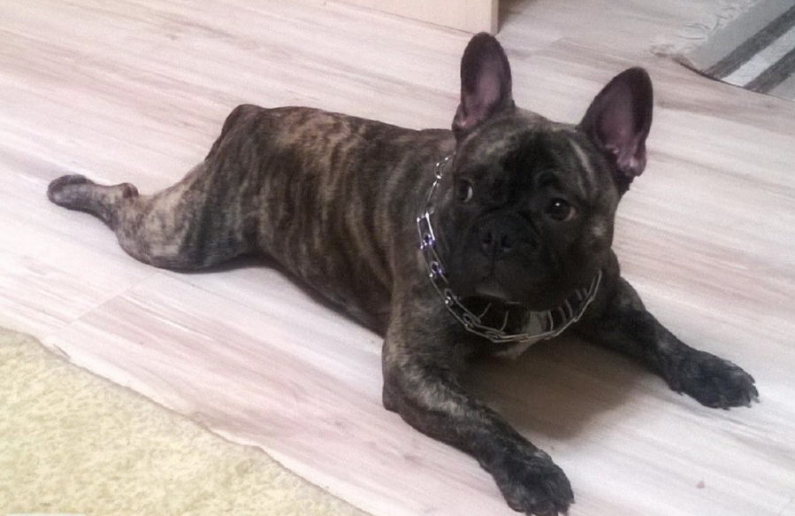 Вот и наш случай с Марселем, моим 5-летним французским бульдогом. Я называю его «маленьким разрушителем в мягкой упаковке».
