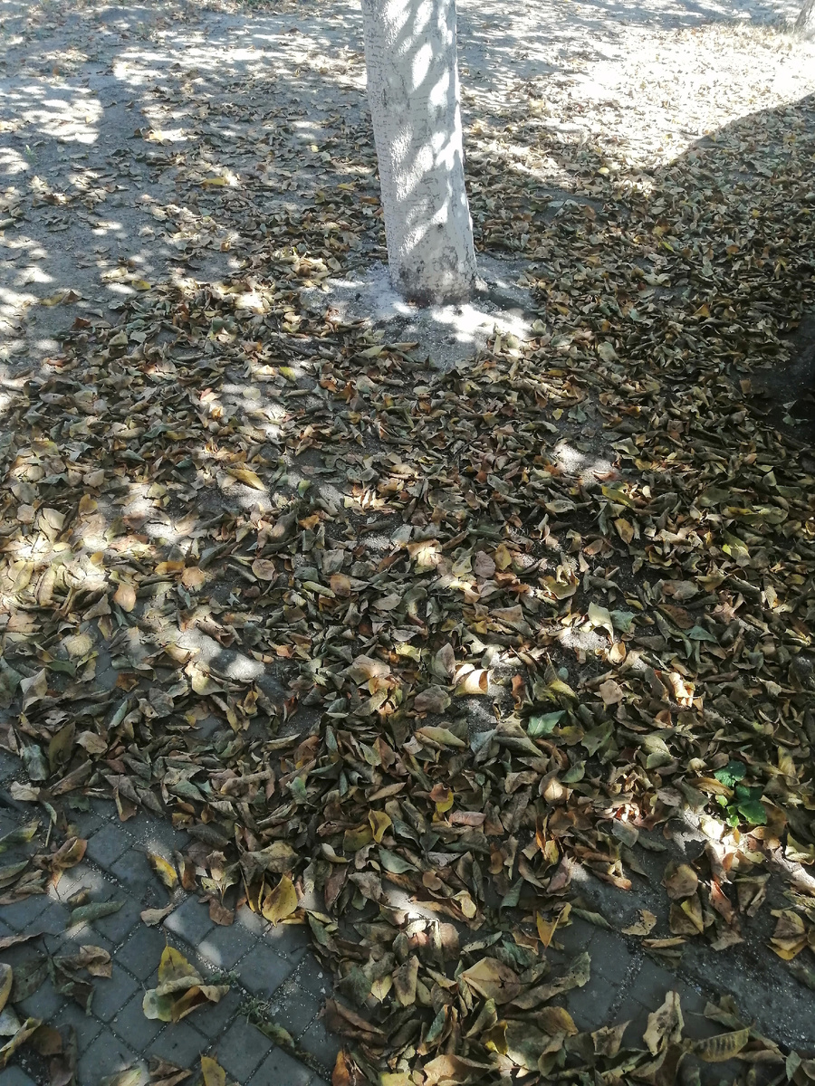 Убираем листву.