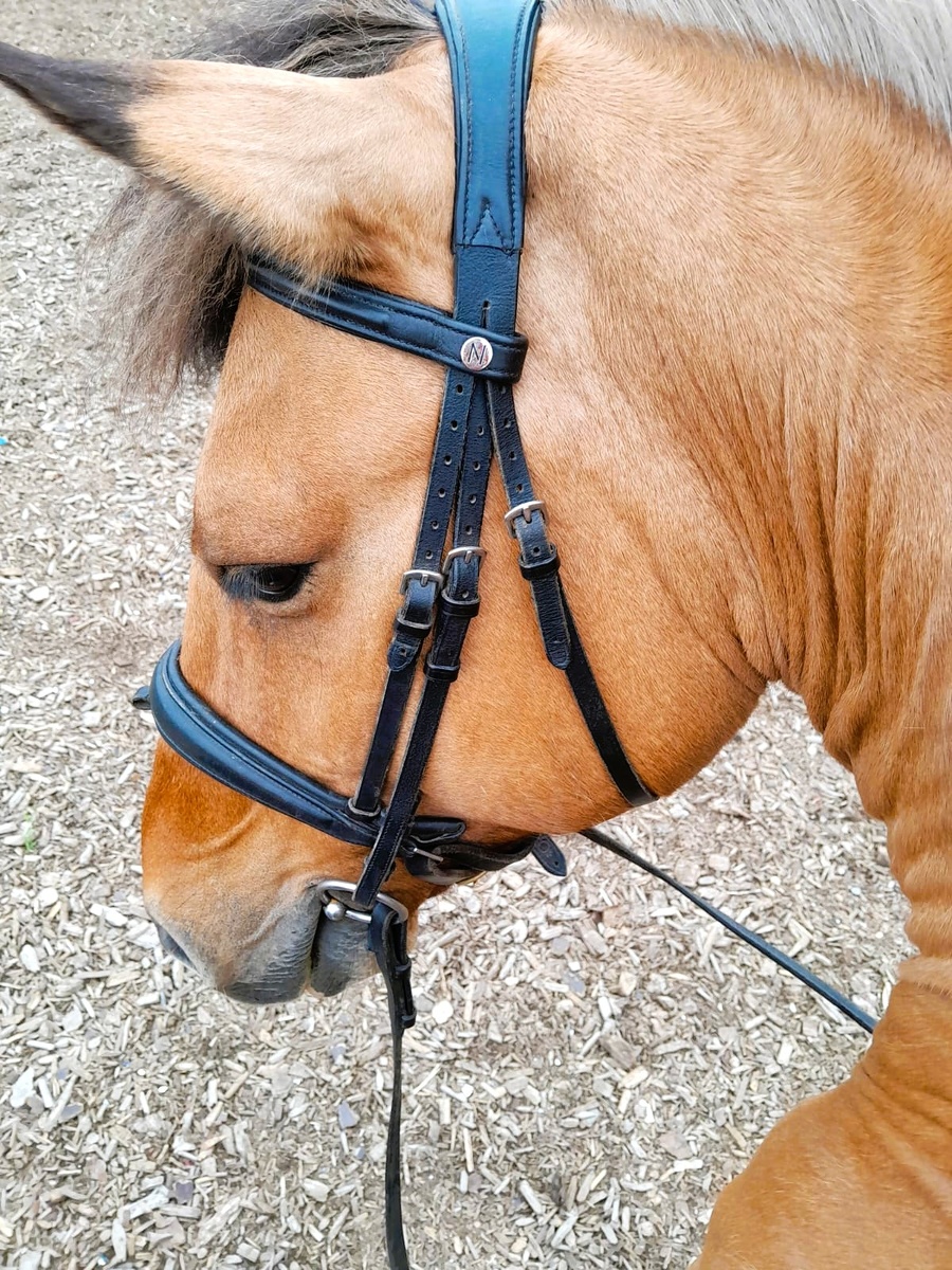 Лейпциг - вятской породы. Спокойный как удав.