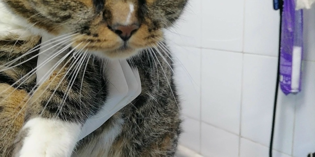 История одного предательства...