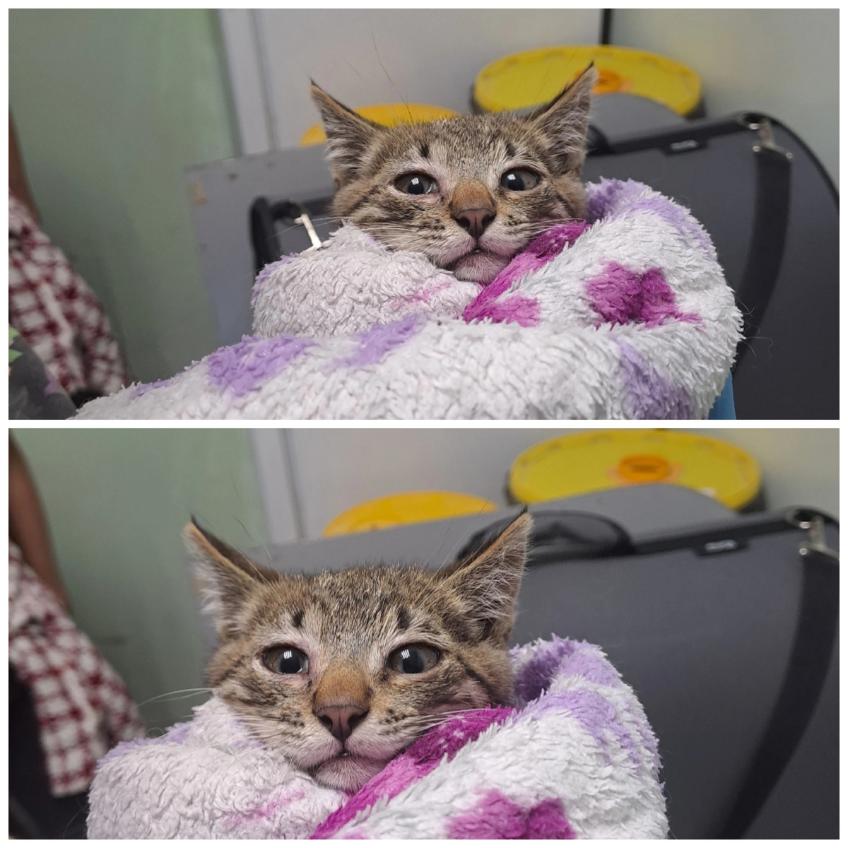 Бодрячок был найден на улице.