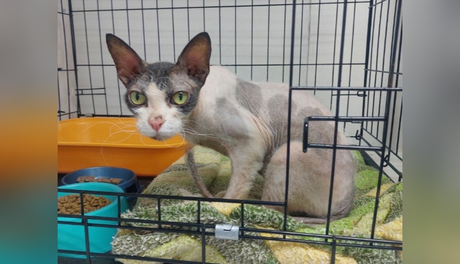 Представляем пополнение: спасены с улицы и приехали домашние котики