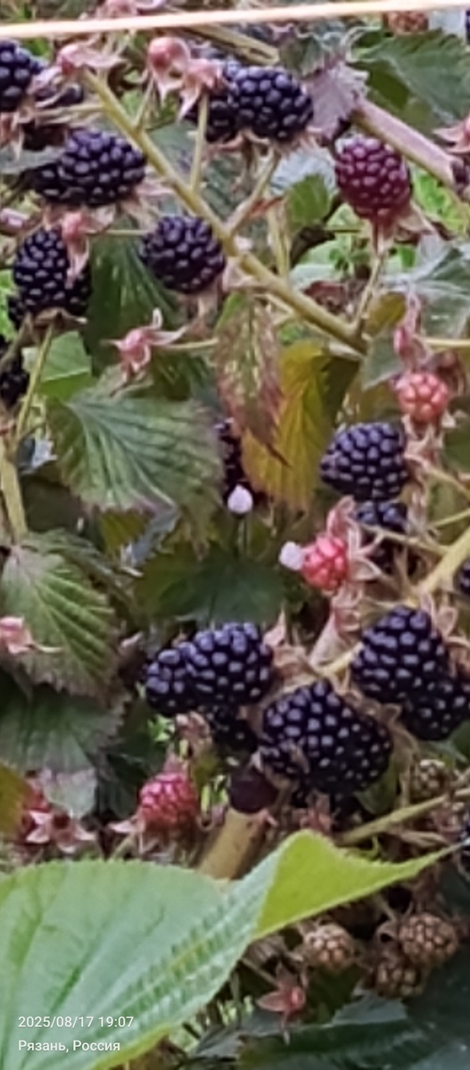 Созревание будущего урожая , зависит от осенней подготовки сада