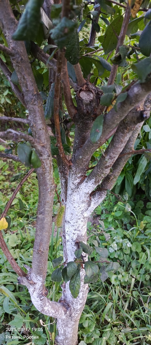 Осмотр и удаление