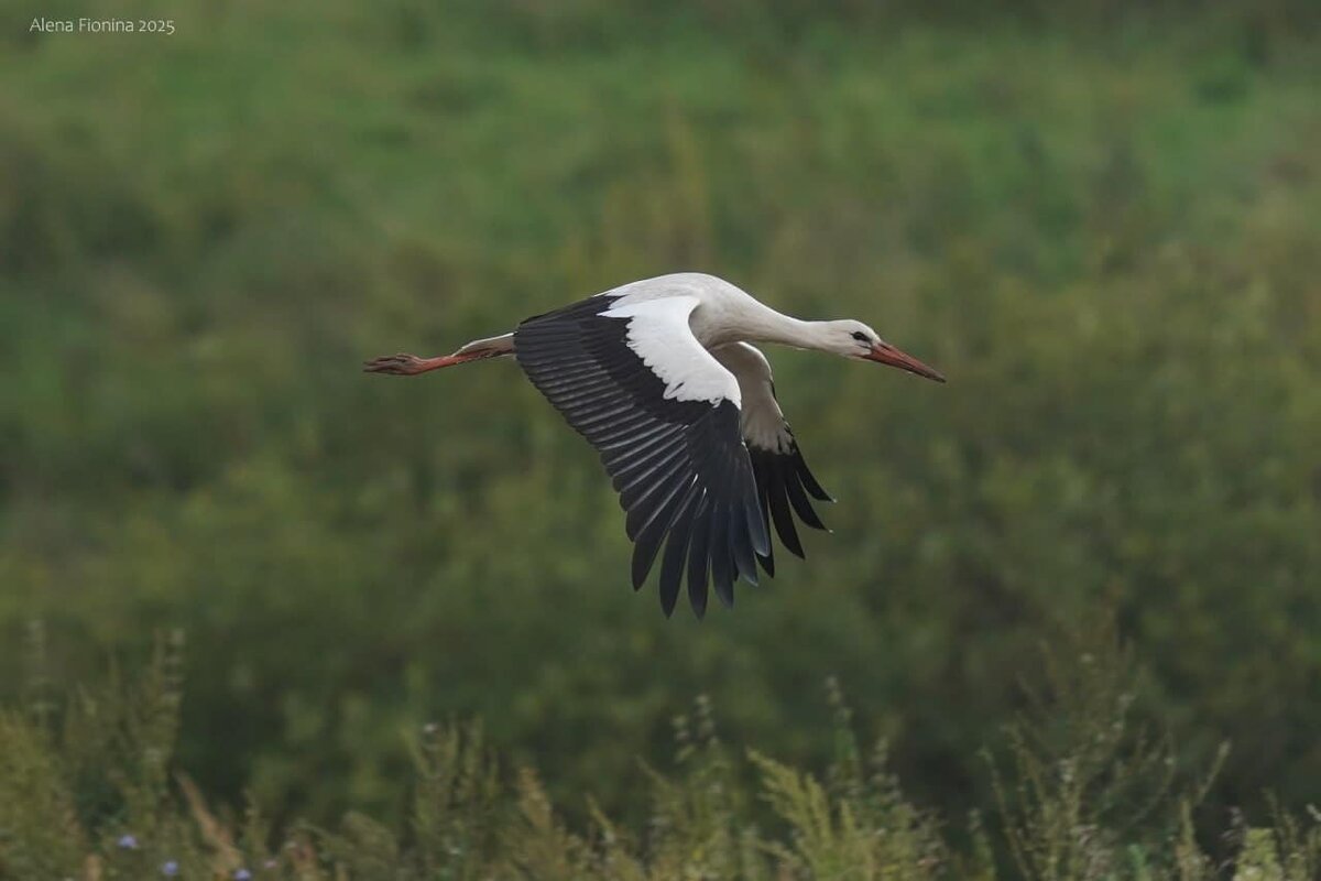    Фото: Елена Фионина