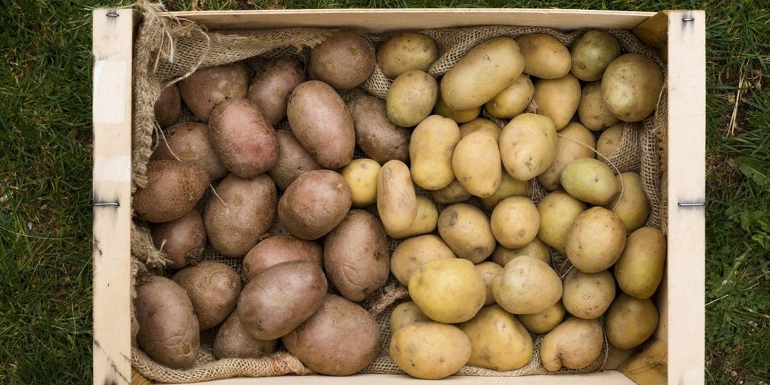 Когда копать картошку в 2025 году, чтобы она не сгнила: сроки и правила хранения
