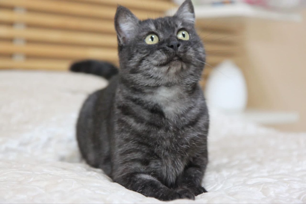 БриБри, 2 года. Окрас - азиатский табби, темную шубку подсвечивает белый пух. Спокойная, общительная, любопытная болтушка. Имеется в наличии и надменное британское достоинство.