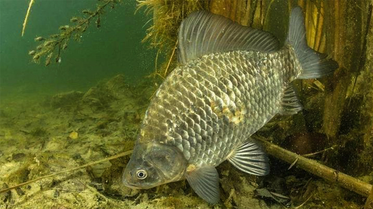 Карась ищет чем перекусить