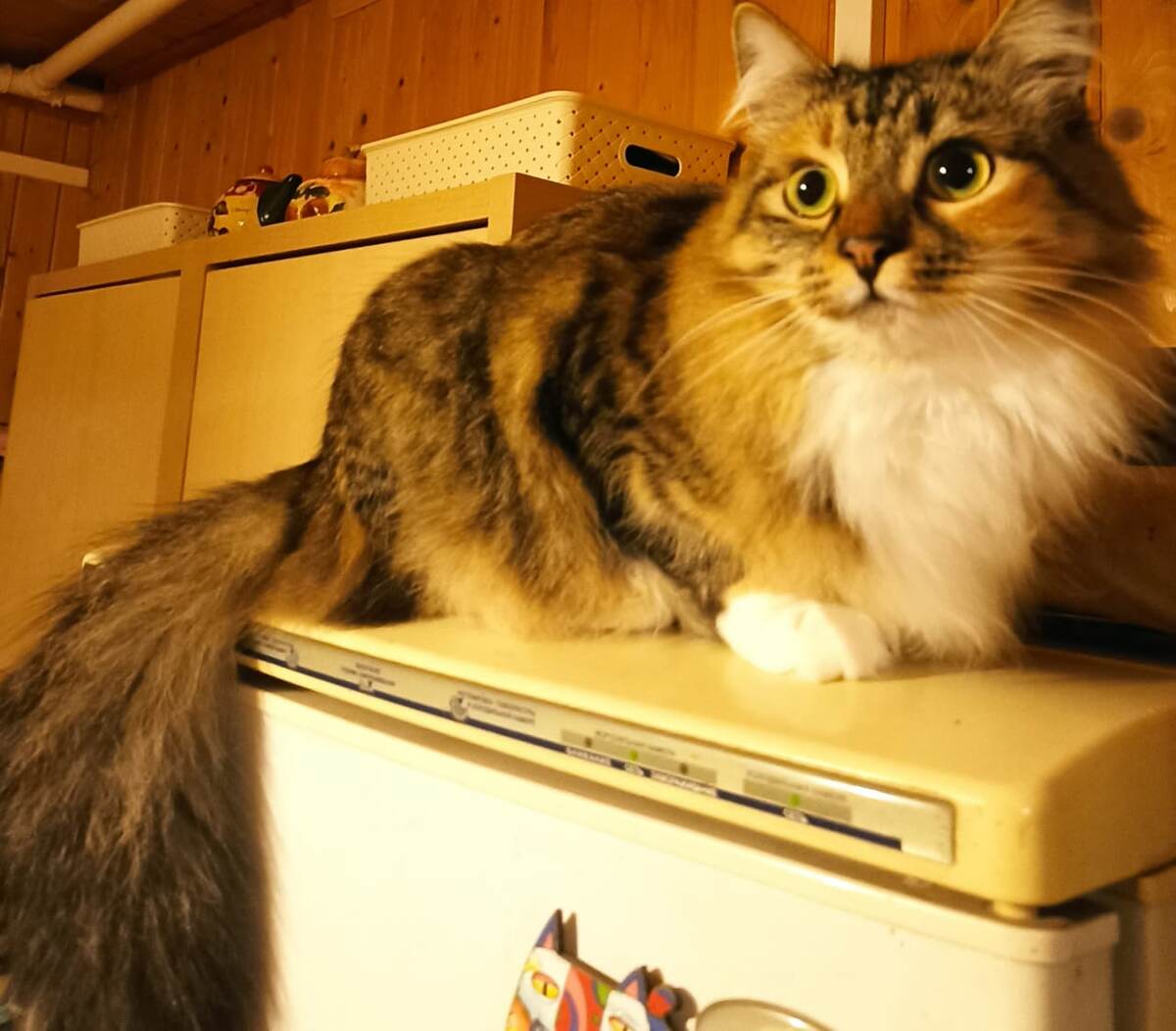 Вот она - наш вечный вжик и нарушитель спокойствия)) 