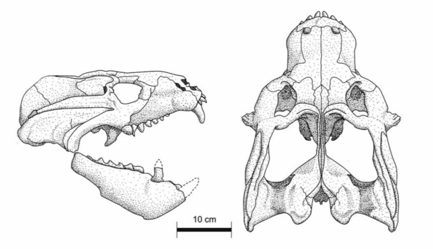 Череп скаленодонтоида.