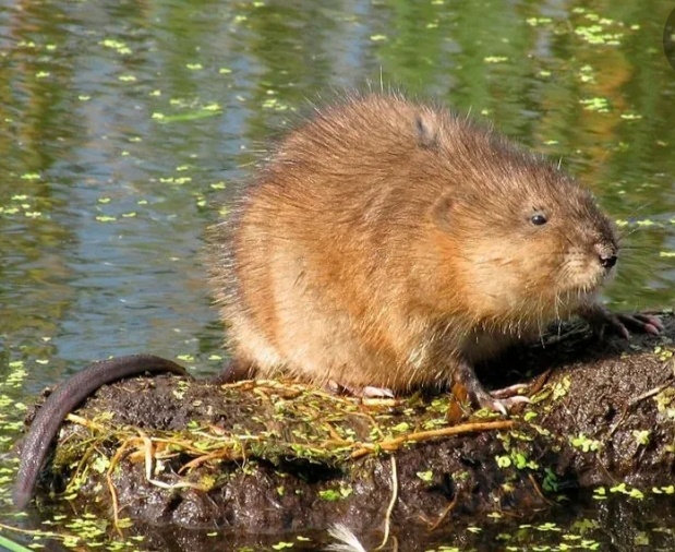 Фото. Ондатра ( из интернета).