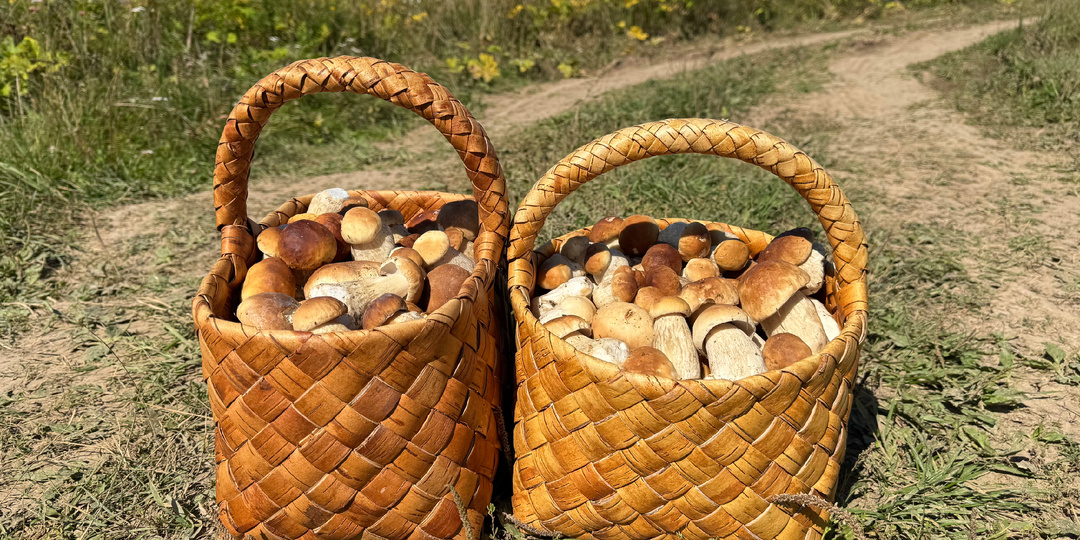 Ельники продолжают радовать, и почему шум в лесу - это хорошо!