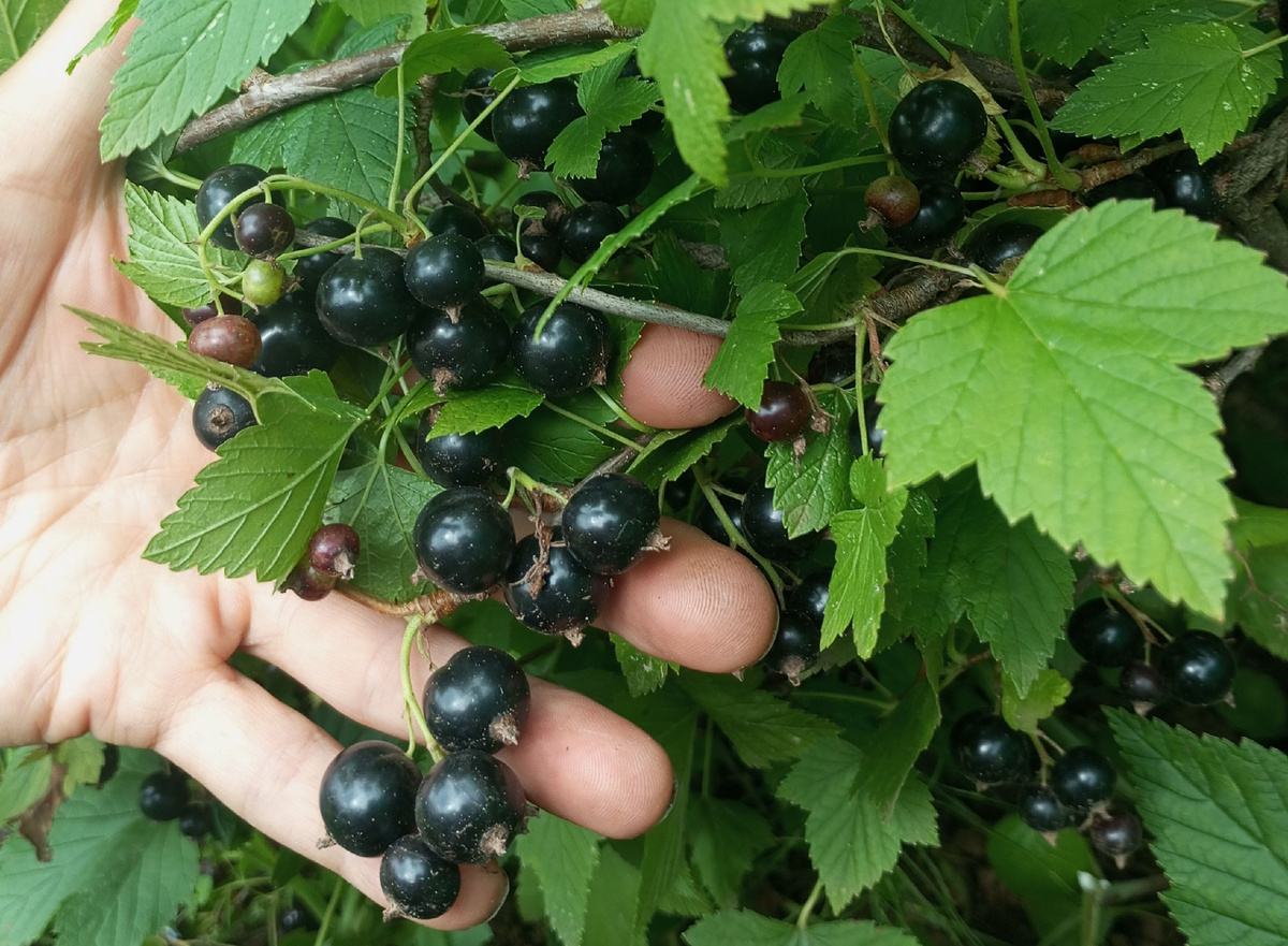 фото автора: чёрная смородина сорта Титания