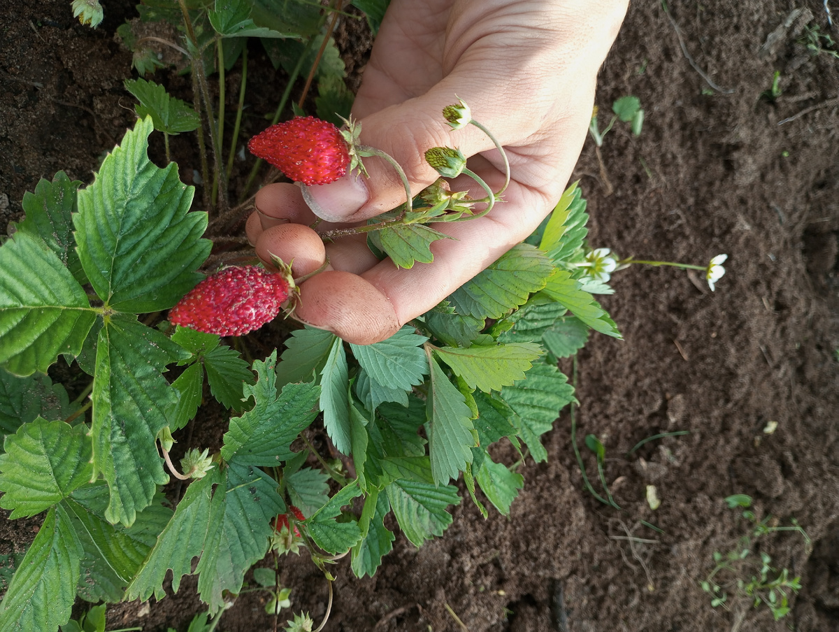 фото автора: земляника Барон Солемахер