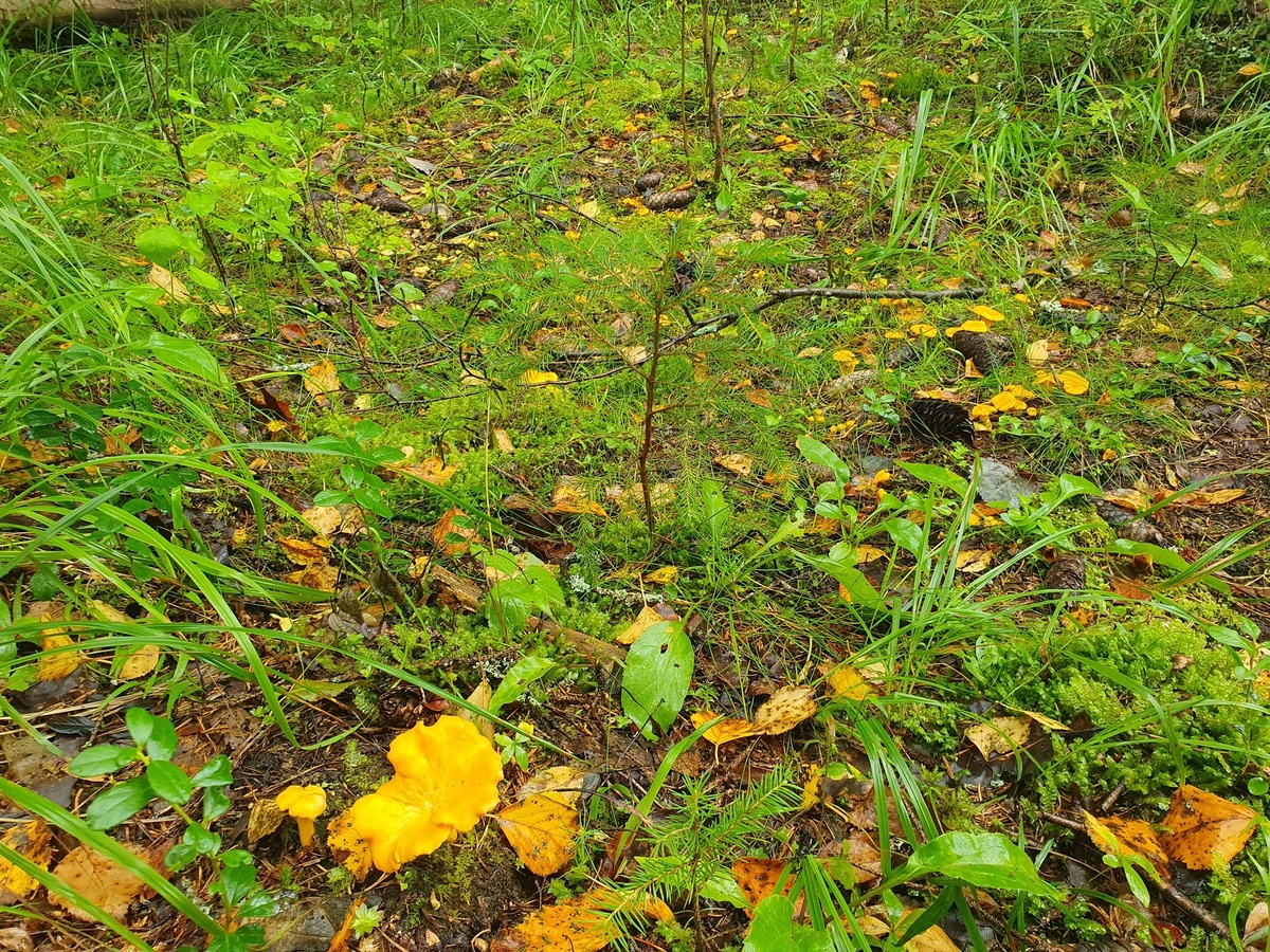 Лисичка обыкновенная (Cantharellus cibarius)