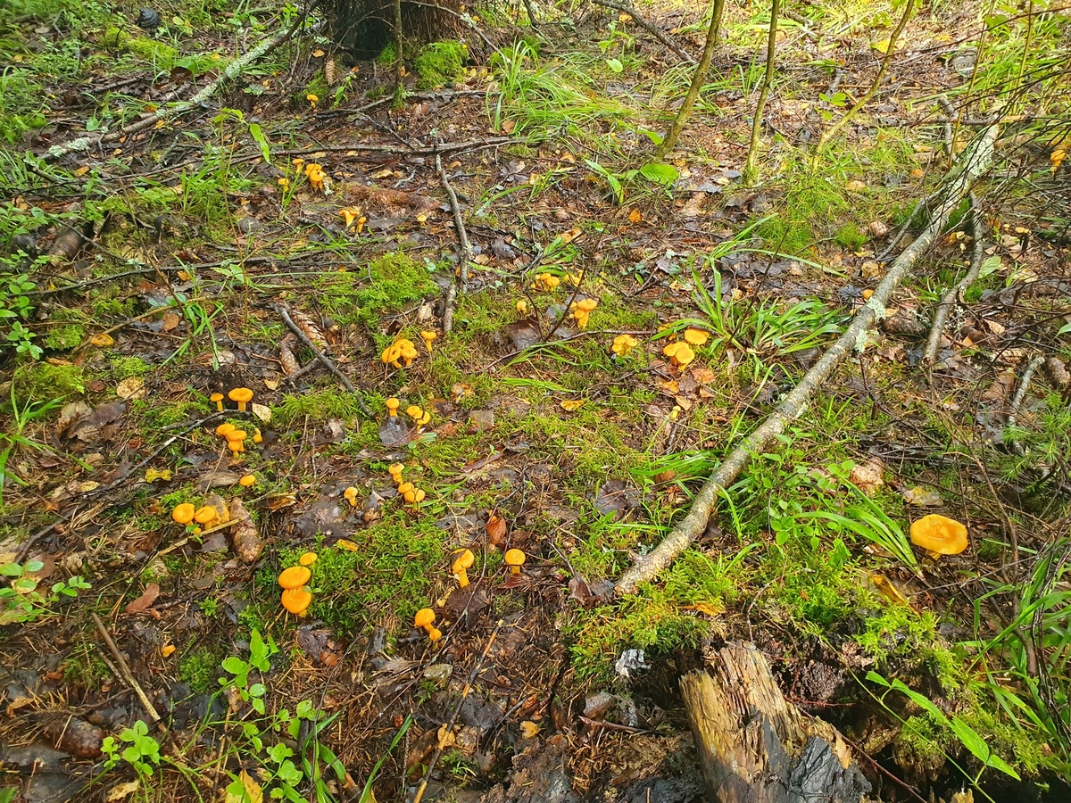 Лисичка обыкновенная (Cantharellus cibarius)