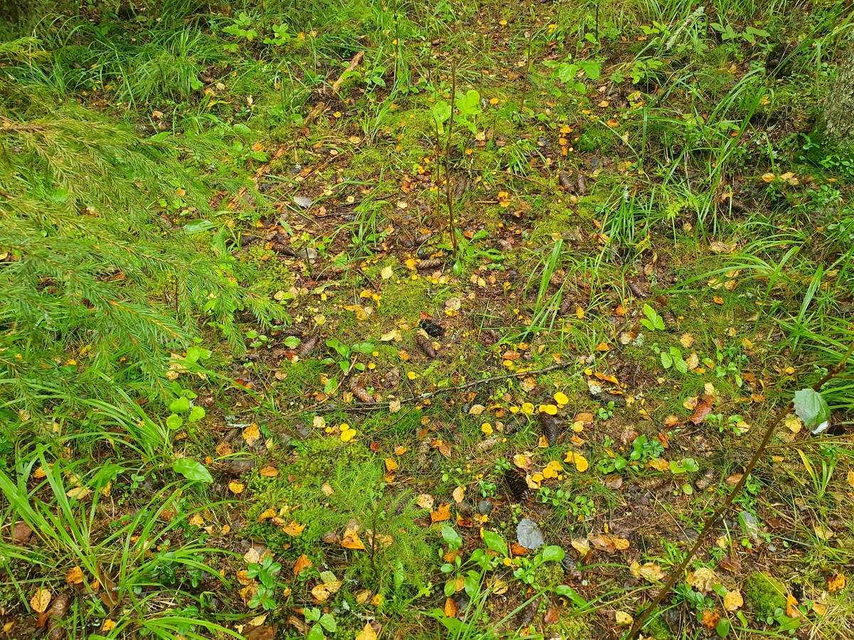 Лисичка обыкновенная (Cantharellus cibarius)