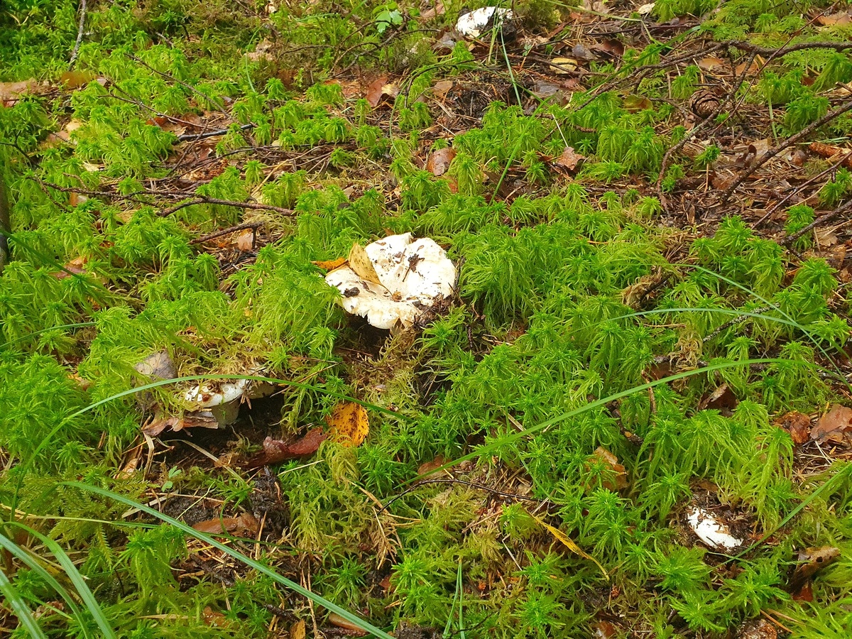 Подгруздок белый (Russula delica)