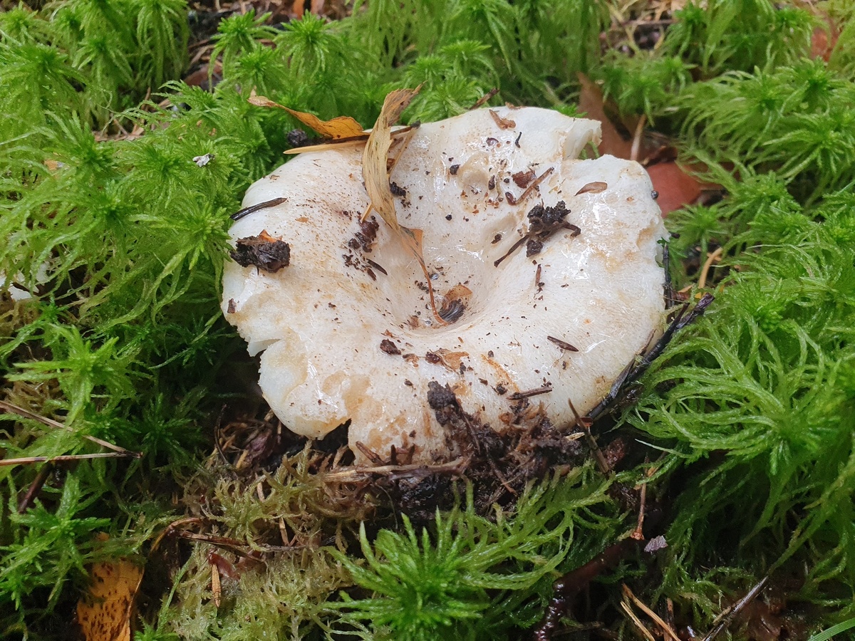 Подгруздок белый (Russula delica)