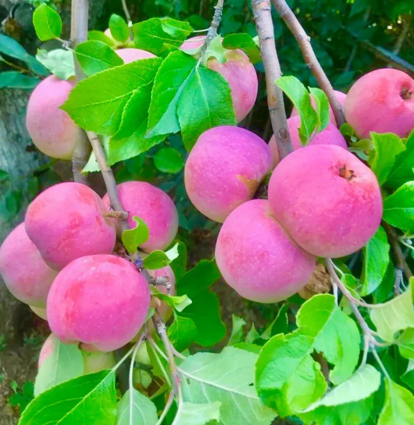 Яблоки с нашего сада, сорт не знаем, прививали веточки от соседского дерева, а соседка не помнит, что сажала. Фото автора статьи 