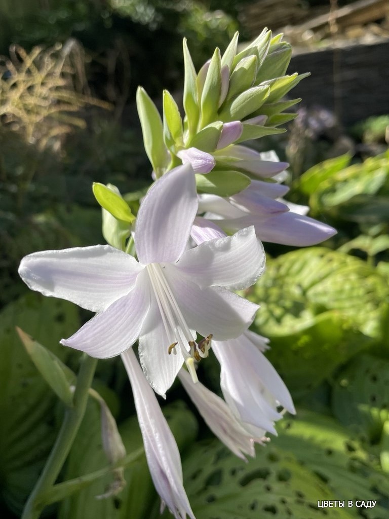  'Stained Glass' цветок