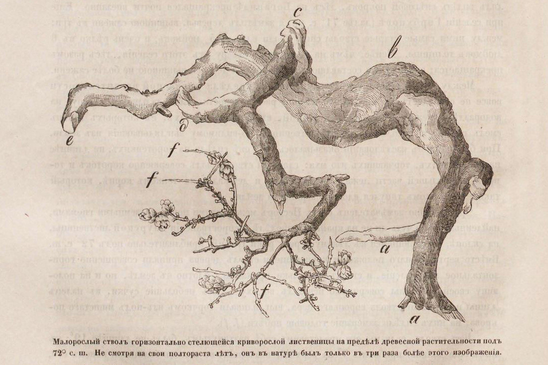 Ствол лиственницы (из книги А.Ф. Миддендорфа «Путешествие на Север и Восток Сибири»). Фото: https://rusneb.ru